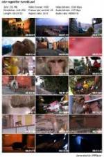 Watch National Geographic Monkey Thieves: Heroes - Villains Solarmovie