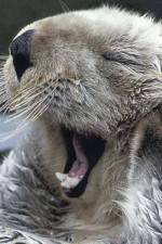 Watch Sea Otters - A Million Dollar Baby Solarmovie