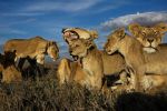 Watch Lion Gangland Solarmovie