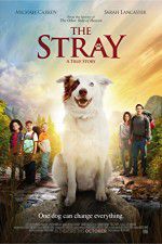 Watch The Stray Solarmovie