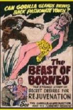 Watch The Beast of Borneo Solarmovie