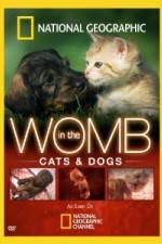 Watch National Geographic In The Womb  Cats Solarmovie