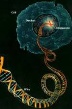 Watch Horizon: Miracle Cure? A Decade of the Human Genome Solarmovie