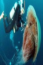 Watch Monster Jellyfish Solarmovie