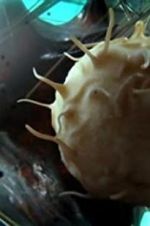 Watch Our Secret Universe: The Hidden Life of the Cell Solarmovie