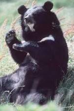 Watch National Geographic Wild : Black Bears Unleashed Solarmovie