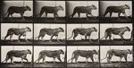 Watch Lioness Walking Solarmovie