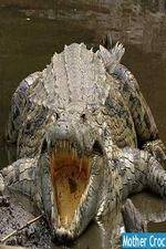Watch National Geographic Mother Croc Solarmovie
