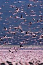 Watch The Crimson Wing Mystery of the Flamingos Solarmovie