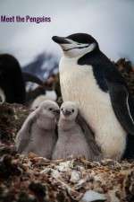 Watch Meet the Penguins Solarmovie