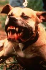 Watch Dogfighting Undercover Solarmovie