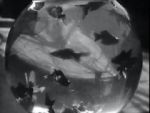 Watch Bocal aux poissons-rouges Solarmovie