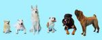 Watch How Dogs Got Their Shapes Solarmovie
