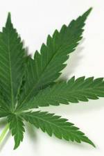Watch Weed Solarmovie