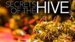 Watch Secrets of the Hive Solarmovie
