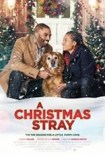 Watch A Christmas Stray Solarmovie