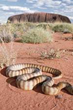 Watch DEADLY PREDATORS.AUSTRALIAN PYTHONS Solarmovie