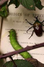 Watch Darwin's Struggle The Evolution of the Origin of Species Solarmovie