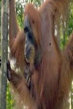 Watch Refugees Of The Lost Rainforest Solarmovie
