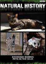 Watch Pets in the Wild Solarmovie