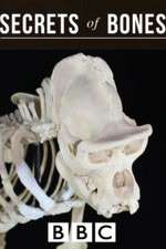 Watch Secrets of Bones Solarmovie