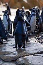 Watch Meet the Penguins Solarmovie