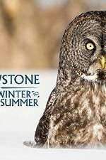 Watch Yellowstone Wildest Winter to Blazing Summer Solarmovie