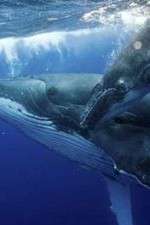 Watch Big Blue Live Solarmovie