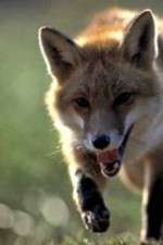 Watch Fox Wars Solarmovie