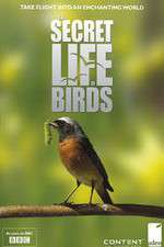 Watch Iolo's Secret Life of Birds Solarmovie
