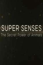 Watch Super Senses The Secret Power of Animals Solarmovie