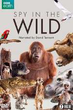 Watch Spy in the Wild Solarmovie