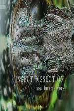 Watch Insect Dissection How Insects Work Solarmovie