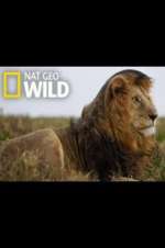 Watch Animal ER Live Solarmovie