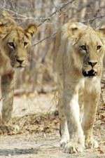 Watch Lion Country: Night and Day Solarmovie