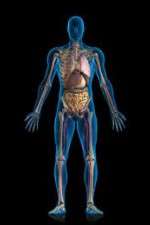 Watch Inside The Human Body Solarmovie