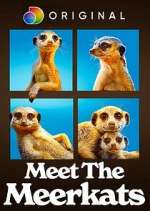 Watch Meet the Meerkats Solarmovie