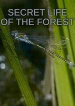 Watch Secret Life of the Forest Solarmovie